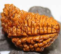 40mm One Mukhi